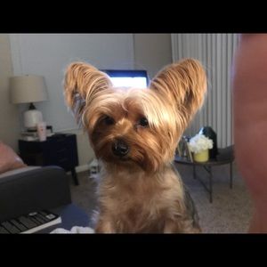 Meet your Posher, Daisy